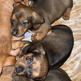 Dachshund Puppies from Harper’s Waggin Winnie’s