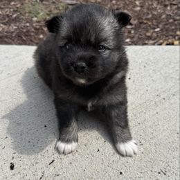 Dakota - Wolf sable female Pomsky puppy in Doon, Iowa from Luxury Pomsky