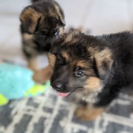 German Shepherd Puppies from Valley Shepherds LLC