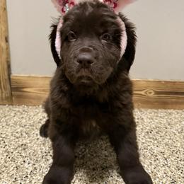 Dora - Brown female Newfoundland puppy in Goodhue, Minnesota from Claypits Newfoundlands
