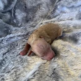 Boy 1 - Apricot male Goldendoodle puppy in Haddam, Kansas from Golden B Acres