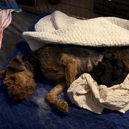 Loretta - Black and tan female Airedale Terrier puppy in Thomasville, North Carolina from Beitzel Babies