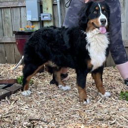 Bernese Mountain Dog and Pembroke Welsh Corgi All Grown Up from Concerto Corgis