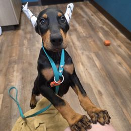 Panzer - Black and rust male Doberman Pinscher puppy in Vale, North Carolina from Von Katzenstein Kennel