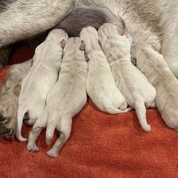 Labrador Retriever Puppies from Gathering Branch Labradors