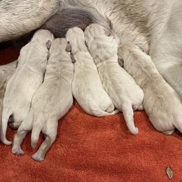 Labrador Retriever Puppies from Gathering Branch Labradors