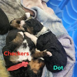 Bernedoodle Puppies from Joyful Pastures Homestead