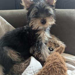 Yorkshire Terrier Puppies from Yorkies of the Shire