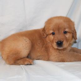 Crumpet - Dark golden female Golden Retriever puppy in New Weston, Ohio from Bertke AKC Golden Retrievers and Bernese Mountain Dogs