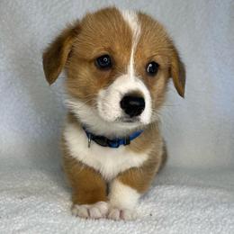 Cooper - Red male Pembroke Welsh Corgi puppy in Ocala, Florida from Osborne Corgis