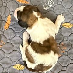 Boy 2 - Brown and white male Saint Berdoodle puppy in San Antonio, Texas from Mammoth Doodles