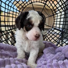 Sapphire - Parti male Poodle puppy in Lathrop, California from Stellar Poodles