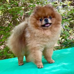 DION - Pomeranian