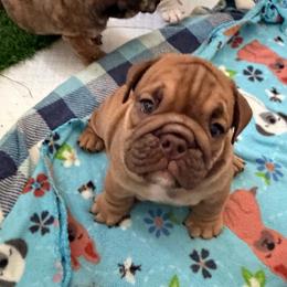 Rolo - Red male Bulldog puppy in Hobe Sound, Florida from Amanda’s Bullies