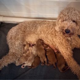 Girl 1 - Red  female Goldendoodle puppy in Macclenny, Florida from Baker County Goldendoodles