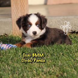 Coal - Blue merle male Miniature American Shepherd puppy in Elgin, Oregon from Cross L Miniature American Shepherds