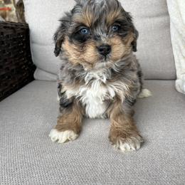 Loki - Blue merle male Bernedoodle puppy in Holtwood, Pennsylvania from Country Ridge Puppies