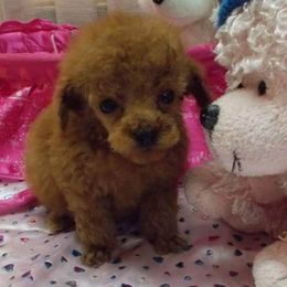 Poodle Puppies from Lowry Toy Poodles
