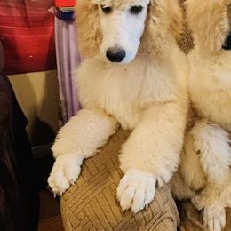 Noel - Apricot male Poodle puppy in Mobile, Alabama from Semmy’s Standard Poodle LLC