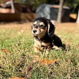 Zoro - Black and cream male Dachshund puppy in Batesville, Arkansas from Willow Tree Dachshunds