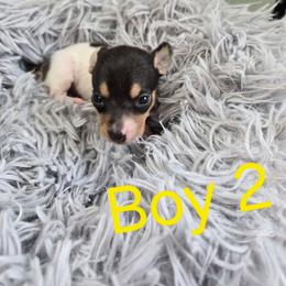Boy 2 - White black and tan male Toy Fox Terrier puppy in Leeton, Missouri from Foxlace Farms Toy Fox Terriers