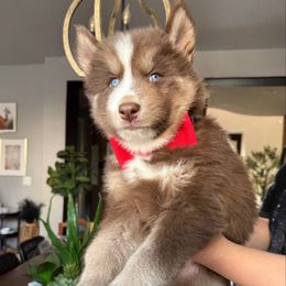 Locket - Siberian Husky puppy from Wolves with Amor