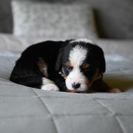 Dulcinea - Tri-color female Bernedoodle puppy in Grove, Oklahoma from Grand Lake Poodles & Doodles
