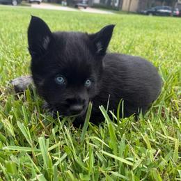 Bonnie - Black and white female Pomsky puppy in La Vergne, Tennessee from Atencio Pomsky