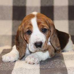 Basset Hound Puppies from Welcome Home Bassets