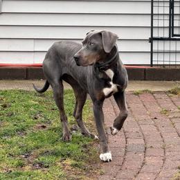 Squib - Catahoula Leopard Dog