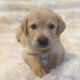 AKC Luke - Yellow male Labrador Retriever puppy in Greenville, South Carolina from Babyface Shih Tzu