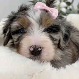 Bernedoodle, Bernese Mountain Dog, and Poodle Puppies from Bubbling Springs Doodles, LLC