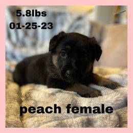 German Shepherd Puppies from Dady Shepherds