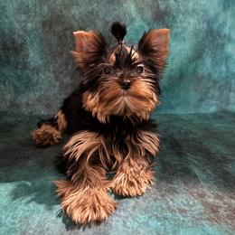 LB girl 1 pink - Blue and gold female Yorkshire Terrier puppy in Alburnett, Iowa from Hobbs Shire Yorkies