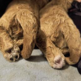 Australian Cobberdog Puppies from Lively Acres Cobberdogs