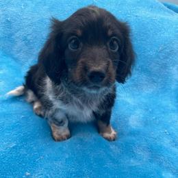Delmar - Piebald male Dachshund puppy in Sarah, Mississippi from White's Mississippi Doxies