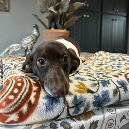 Ruby Gloom - Piebald female Dachshund puppy in Temecula, California from Naomi Magee's Dachshund Kennel