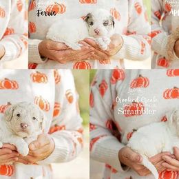 Goldendoodle puppies from Crooked Creek Doodles and Poodles