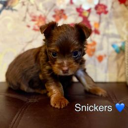 Snickers - Chocolate and tan male Yorkshire Terrier puppy in Kissimmee, Florida from The Yorkie House