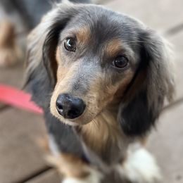 Mikey  - Dachshund
