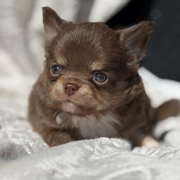 Sprout - Chocolate and tan male Chihuahua puppy in Newport Beach, California from Exotic City Pomeranians and chihuahuas