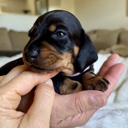 Rumi - Black and tan female Dachshund puppy in Fort Wayne, Indiana from Hot Dog Haven