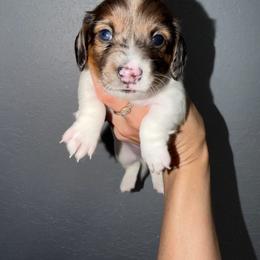 Boy 2 - Piebald male Dachshund puppy in Port Charlotte, Florida from Cloud Nine Ranch Bullies