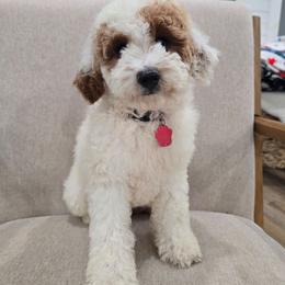 Thunder - Parti male Goldendoodle puppy in Fordland, Missouri from K&K's Puppy Kingdom
