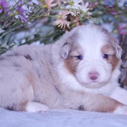 Rose - Red merle female Australian Shepherd puppy in Easton, Missouri from MMA Kennel