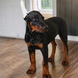 Zara - Black and rust female Doberman Pinscher puppy in Peru, Indiana from De luxe dobermans