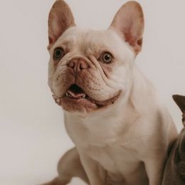 French Bulldogs from FamLee Frenchies