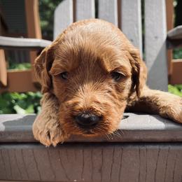 Goldendoodle Puppies from Doodifuldoods