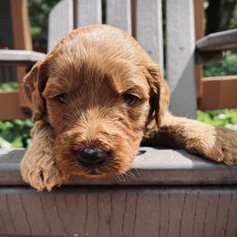 Goldendoodle Puppies from Doodifuldoods