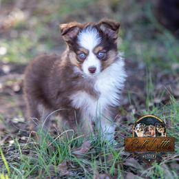 Mary - Red tri female Toy Australian Shepherd puppy in Granbury, Texas from Best Little Aussies
